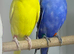 Budgies