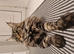 Black smoke Maine Coon