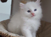 RAGDOLLS BICOLOUR BOY BLUE EYES READY NOW