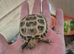 Baby Horsfield (Russian) Tortoise For Sale