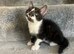 Lovely kittens ready for new home