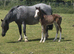 RHYDFENDIGAID SANDRA , welsh sec c filly