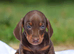Miniature dachshund puppies