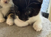 Two cute half main coon kittens