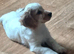 Lemon roan working cocker dog pup