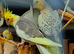 2 baby cockatiels looking for new home ** very cheap** as I need space