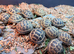 Juvenile Horsfield Tortoises ready to go!