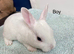 Ready to leave-Pure bred mini Rex