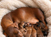 Miniature dachshunds ready now