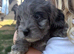 Gorgeous cockapoo pups