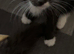 Ragamese cross kittens ready now