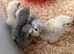 Lavender Leghorn Day-Old Chicks (Unsexed)