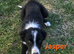 6 Border collie pups for sale