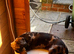 Miniature dachshund names hazel
