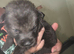 German shepherd puppies for sale
