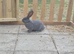 Pure continental giant rabbits