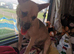 Chihuahua x Jack Russell cross