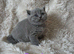 British Shorthair Kittens READY TO LEAVE