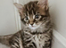 KITTENS FOR SALE