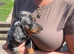Miniature dachshund puppies