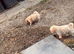 Toy poddle pups