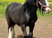 Blagdon colt