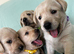 Gorgeous Goldador Puppies