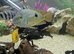 Various cichlids