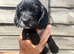 Cocker spaniel pups for sale
