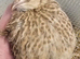 fertile quail eggs