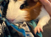 Four Guinea pigs for sale