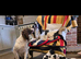 Kc reg springer spaniels