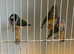 Gouldians for sale