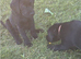 Labrador Puppies