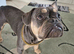 Frenchie for stud