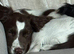 Male springer spaniel