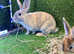 Bunnies for sale now!