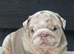 Beautiful British bulldog puppys