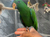 Ready Now HandReared Super Tame Cuddly Eclectus Parrot,20
