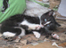PRETTY FARM REARED KITTENS