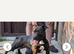 Blue Staffordshire bull terrier 11 mouths old
