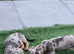 *+*+*+*+*+ KENNEL CLUB REGISTERED MINIATURE DACHSHUND *+*+*+*+*+