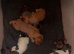 Cocker spaniel puppies