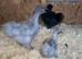 Silkie chicks