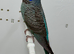 Black Face Black Wing budgie For Sale