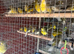 Job lot of 40 canaries
