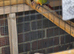 Breeding pair of sun dilute parrots