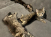 3 beautiful tabby kittens ready 5th July