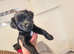 Patterdale Terriers x border terrier puppies