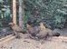 Red jungle fowl
